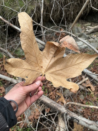 iNaturalist observation photo of western sycamore