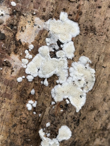 iNaturalist observation photo of Basidiomycete Fungi