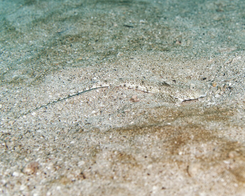 Callionymus decoratus observed 2025-01-25