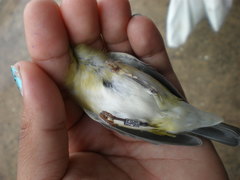 Leiothlypis peregrina