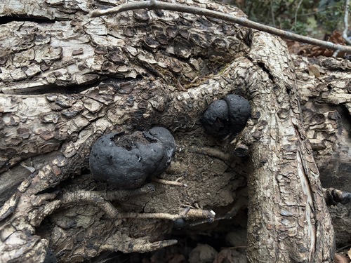 iNaturalist observation photo of Annulohypoxylon
