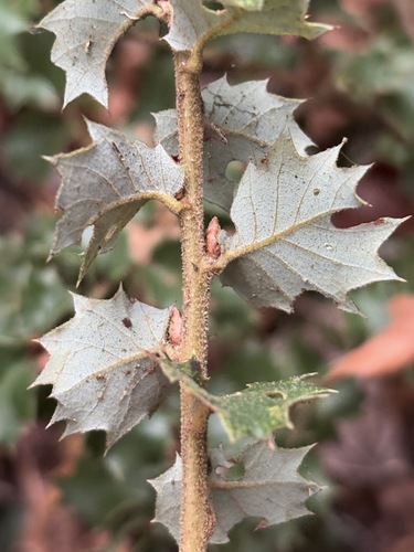 iNaturalist observation photo of North America intermediate oaks