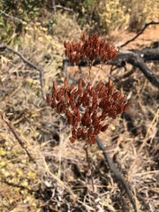 Kalanchoe brachyloba