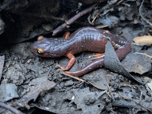 iNaturalist observation photo of Ensatina