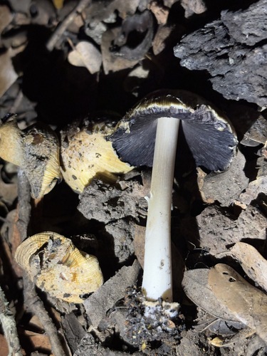 iNaturalist observation photo of Coprinellus bipellis