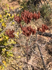 Kalanchoe brachyloba