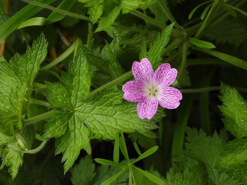 Kakost Claridge Druce — foto