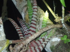Aechmea zebrina