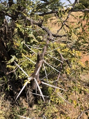 Vachellia robusta robusta