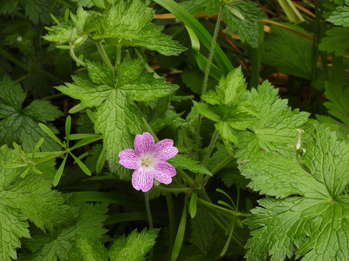 Druce's Crane's-bill