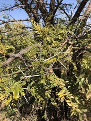 Vachellia robusta robusta