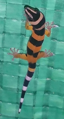 Sphaerodactylus torrei