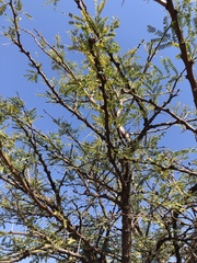 Vachellia robusta robusta