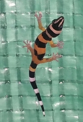 Sphaerodactylus torrei