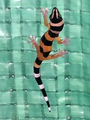 Sphaerodactylus torrei
