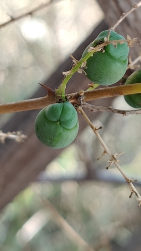 Foto de Shatavari