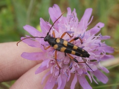 Strangalia attenuata