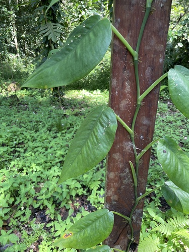 Pothos tener observed 2025-01-06