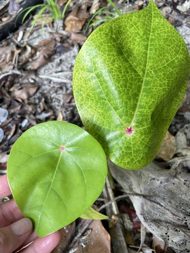 Foto de Pau-de-jangada