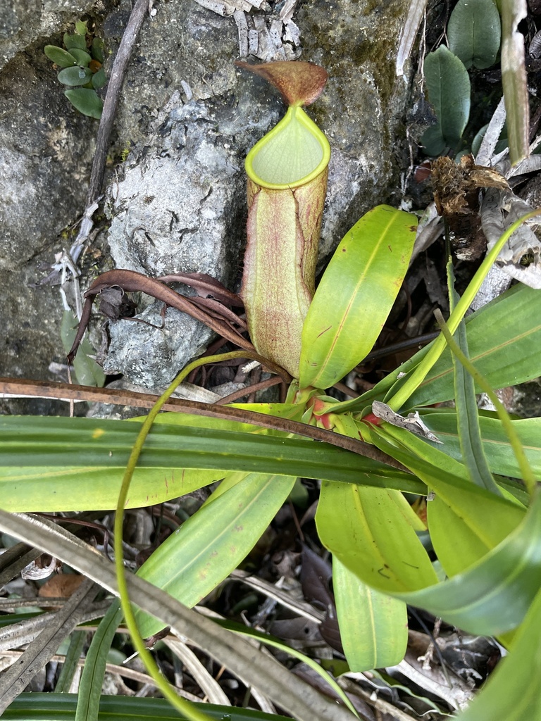 Nepenthes misoolensis
