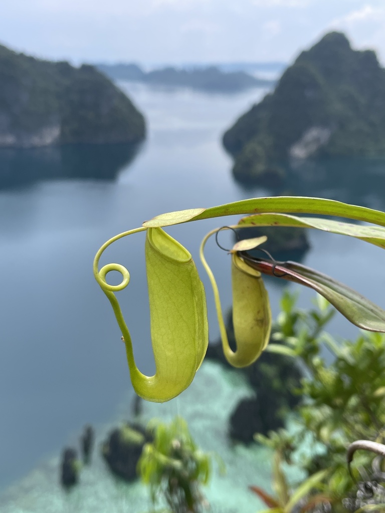 Nepenthes masoalensis (Nepenthes masoalensis)