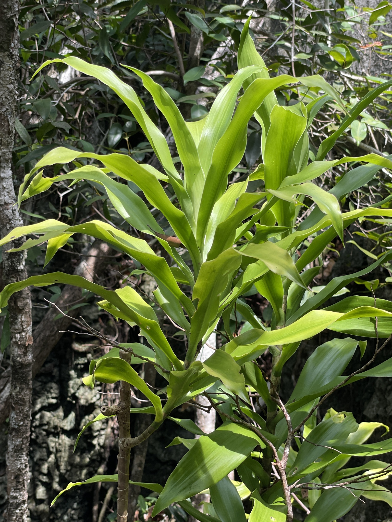 Imagem de Dracena Reflexa