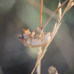 Cicada orni