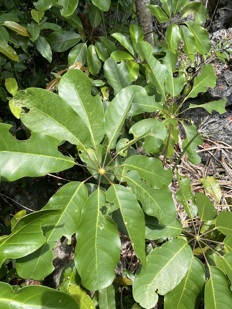 Octopus tree (Heptapleurum actinophyllum)