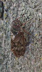 Graptopsaltria nigrofuscata