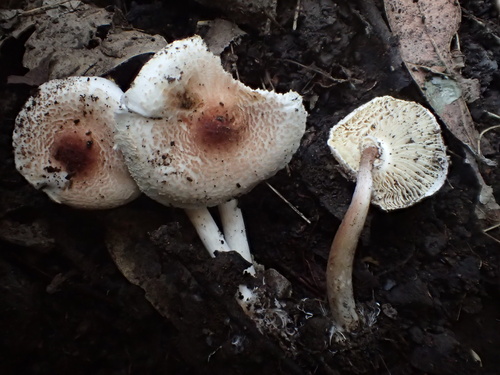 iNaturalist observation photo of Lepiota