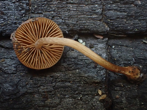 iNaturalist observation photo of Conocybe sp. 'CA22'