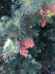 Pseudotsuga menziesii