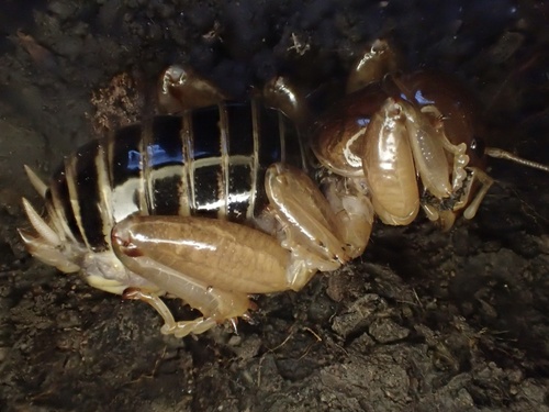 iNaturalist observation photo of North American Jerusalem Crickets