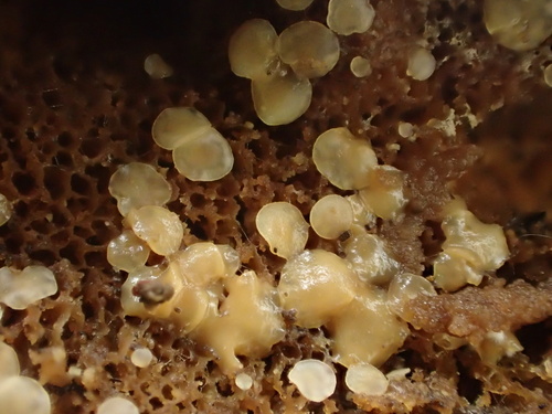 iNaturalist observation photo of Ascomycete Fungi