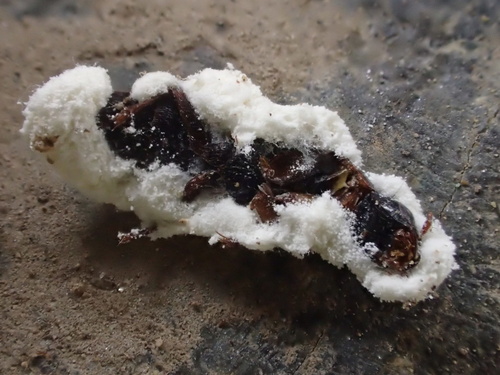 iNaturalist observation photo of Icing sugar fungus