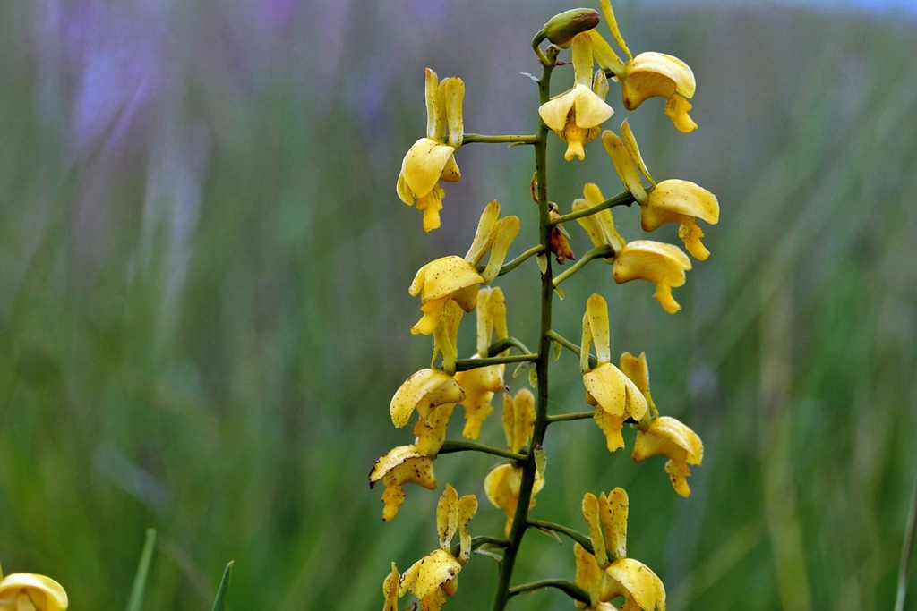 Eulophia angolensis