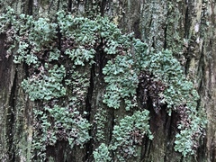 Menegazzia subsimilis