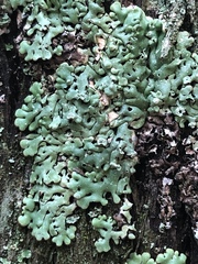 Menegazzia subsimilis