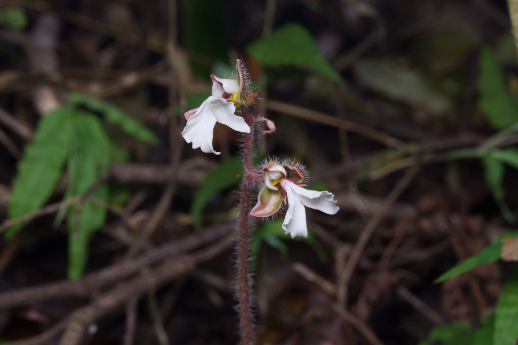 Odontochilus elwesii (Odontochilus elwesii)
