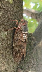 Graptopsaltria nigrofuscata