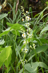Sagittaria brevirostra