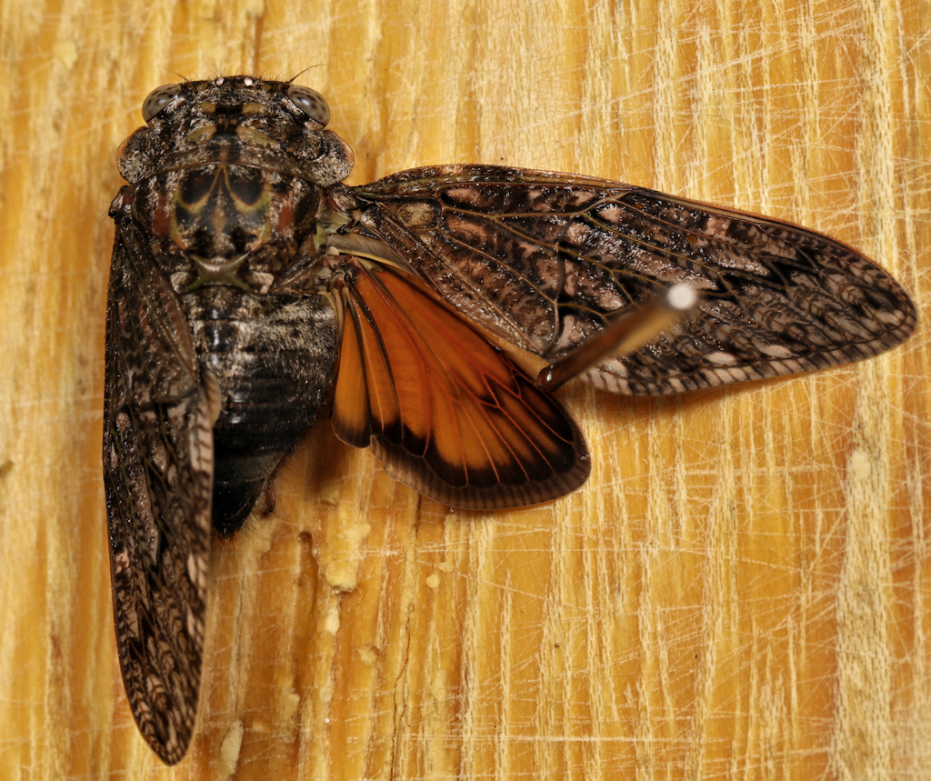 Thorntree Orangewing Cicada
