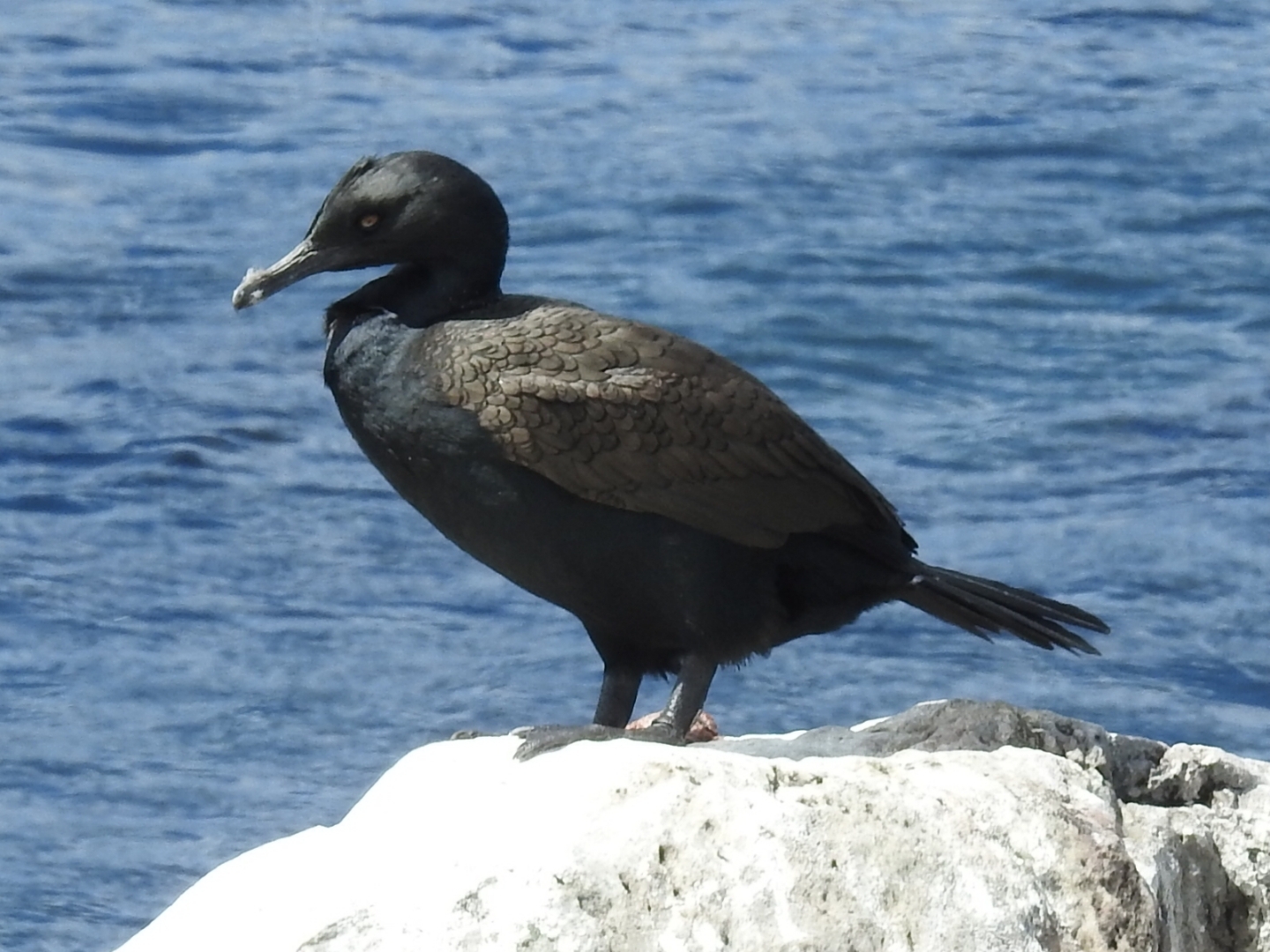 Bank Cormorant (Phalacrocorax neglectus), photo 1
