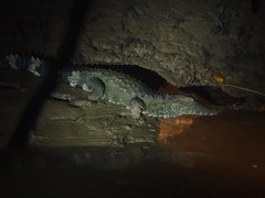 Paleosuchus trigonatus