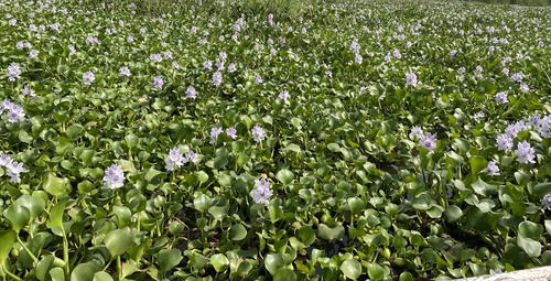 common water hyacinth