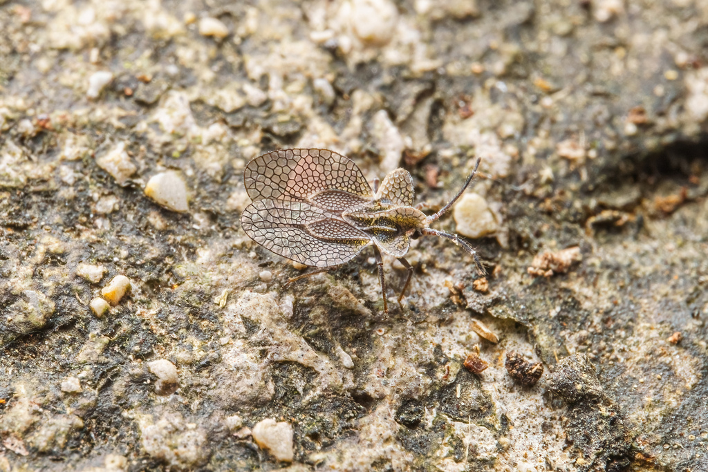 Collinutius alicollis