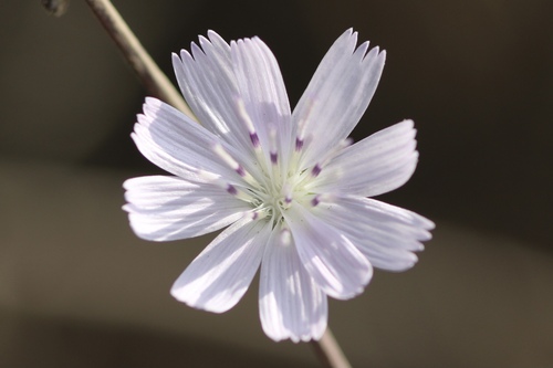 Image of Stephanomeria diegensis by no rights reserved