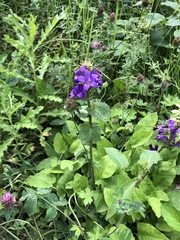 Campanula glomerata