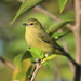 Orange-crowned Warbler - Photo (c) Kenneth Cole Schneider, some rights reserved (CC BY-NC-ND)