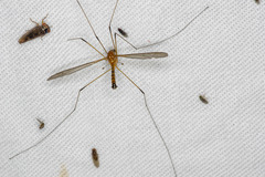 Leptotarsus setivena